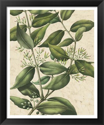Framed Botanic Beauty III Print
