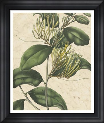 Framed Botanic Beauty IV Print