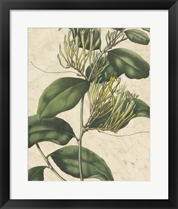 Framed Botanic Beauty IV Print