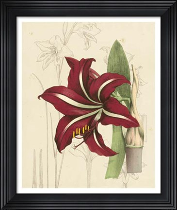 Framed Floral Pairings I Print