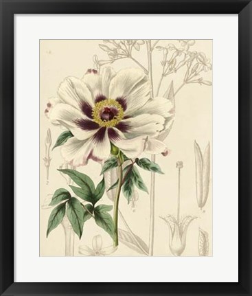 Framed Floral Pairings II Print