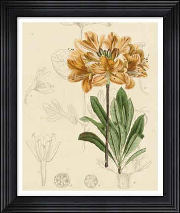 Framed Floral Pairings III Print
