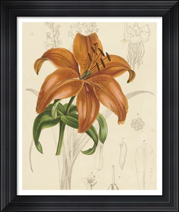 Framed Floral Pairings IV Print