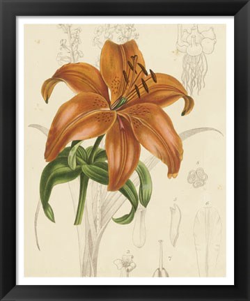 Framed Floral Pairings IV Print