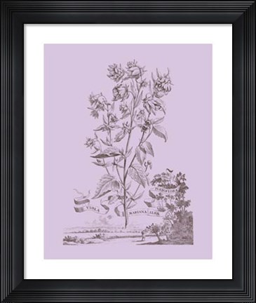 Framed Romantic Violet Print