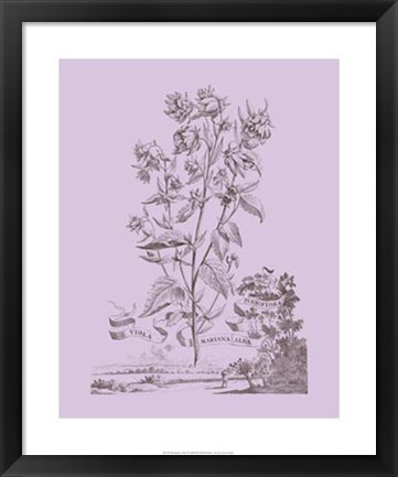 Framed Romantic Violet Print