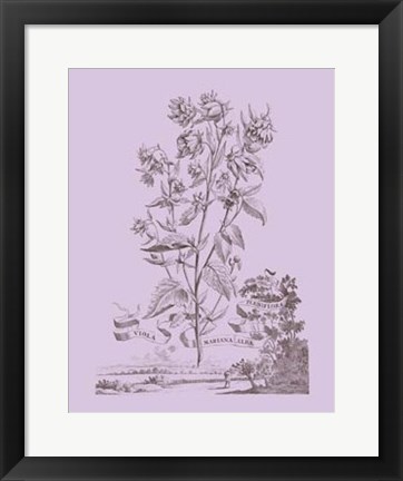 Framed Romantic Violet Print