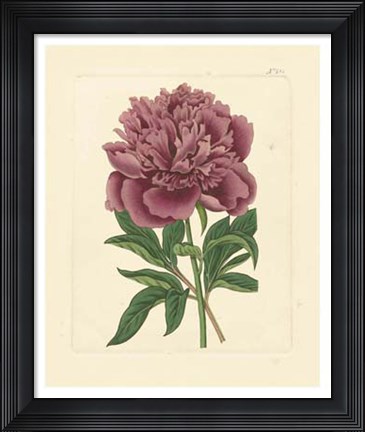 Framed Eva's Garden I Print