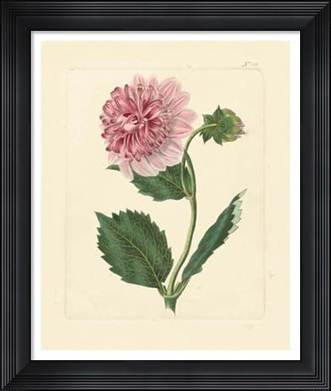 Framed Eva's Garden II Print