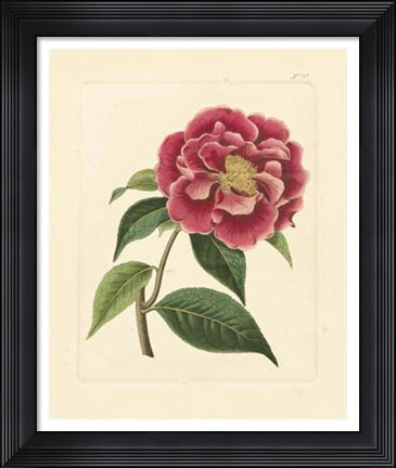 Framed Eva's Garden III Print