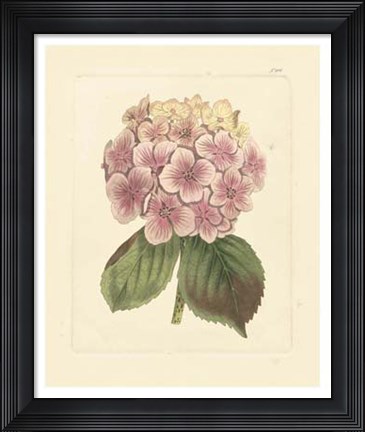 Framed Eva's Garden IV Print