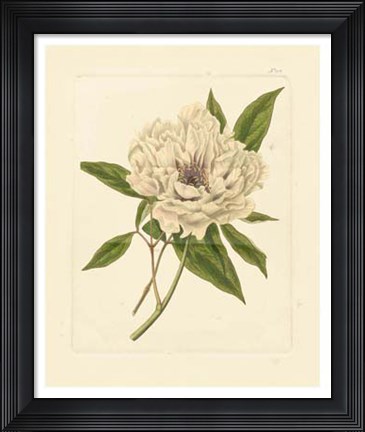 Framed Eva's Garden V Print