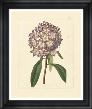 Framed Eva's Garden VI Print