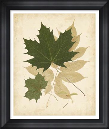 Framed Nature's Collage I Print