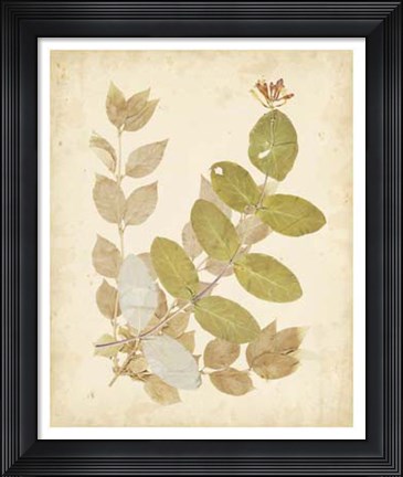 Framed Nature's Collage II Print