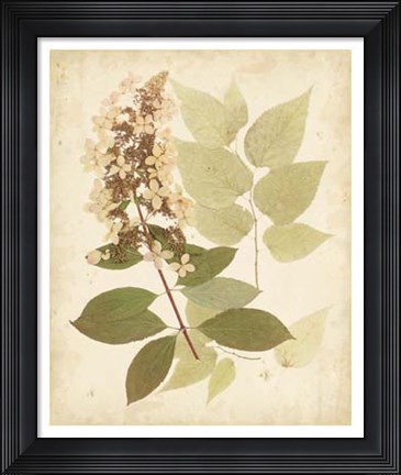 Framed Nature's Collage III Print