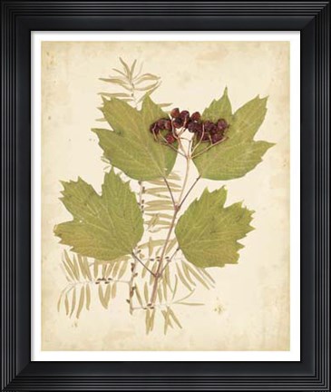 Framed Nature's Collage IV Print