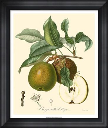 Framed Pears Print