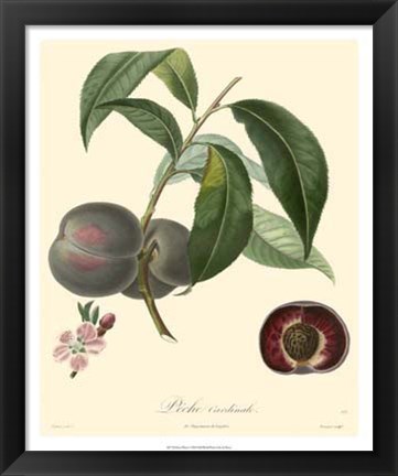 Framed Plums Print