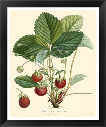 Framed Strawberries Print