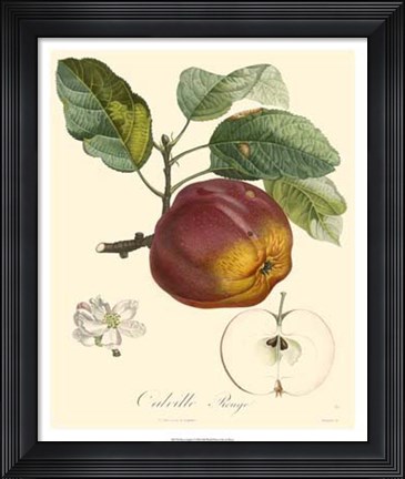 Framed Apples Print
