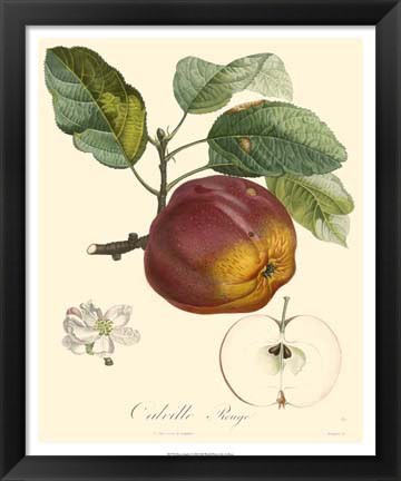 Framed Apples Print