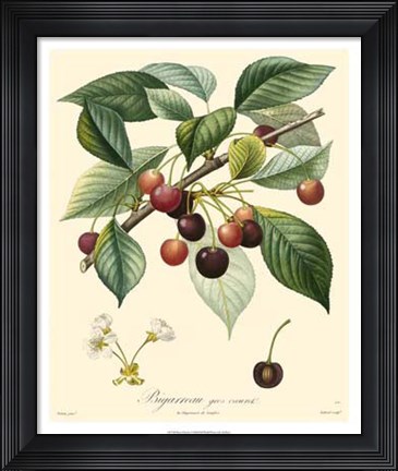 Framed Cherries Print