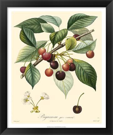 Framed Cherries Print