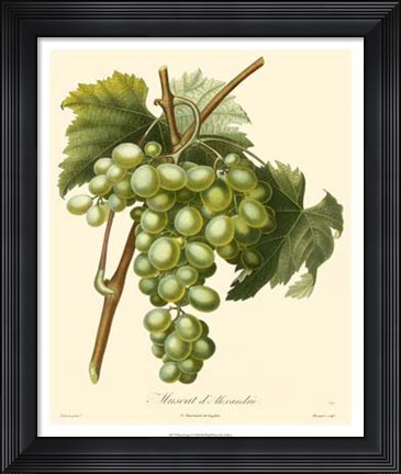 Framed Grapes I Print