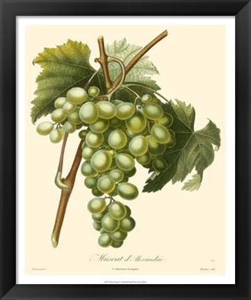 Framed Grapes I Print