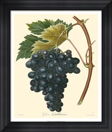 Framed Grapes II Print