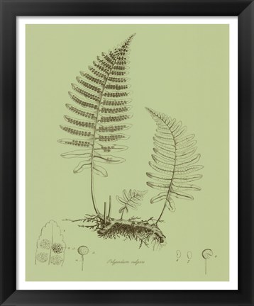 Framed Fresh Ferns II Print