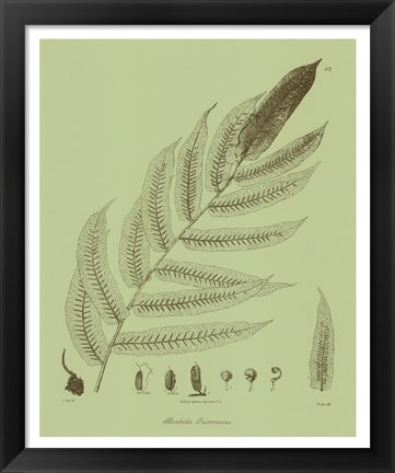 Framed Fresh Ferns III Print