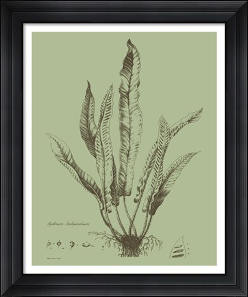 Framed Fresh Ferns IV Print