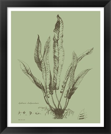 Framed Fresh Ferns IV Print