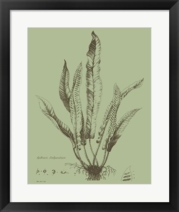 Framed Fresh Ferns IV Print