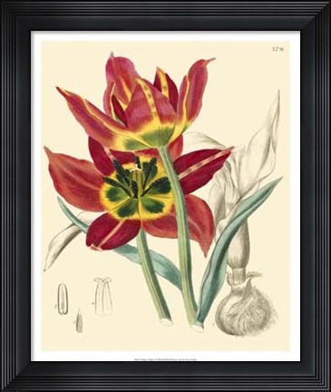 Framed Elegant Tulips I Print