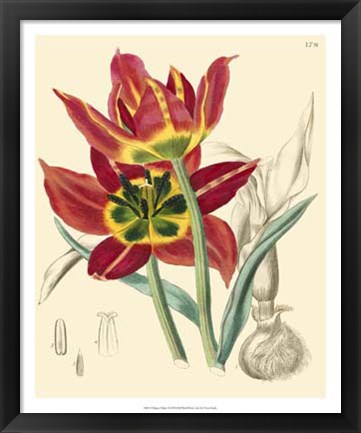 Framed Elegant Tulips I Print