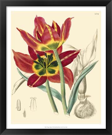 Framed Elegant Tulips I Print