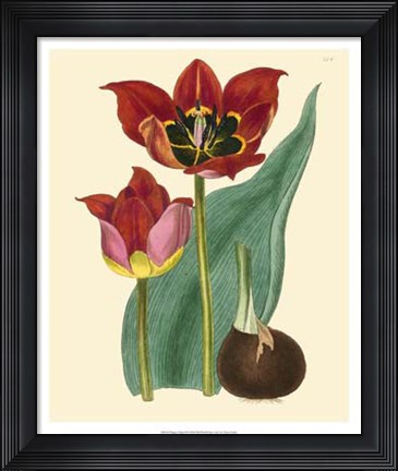Framed Elegant Tulips II Print