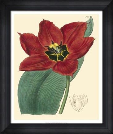 Framed Elegant Tulips III Print
