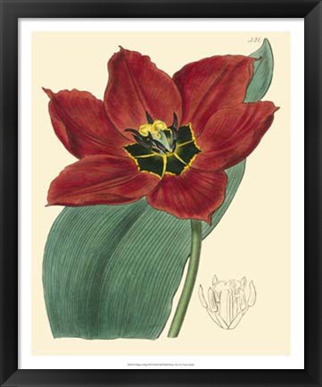 Framed Elegant Tulips III Print