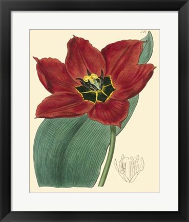 Framed Elegant Tulips III Print