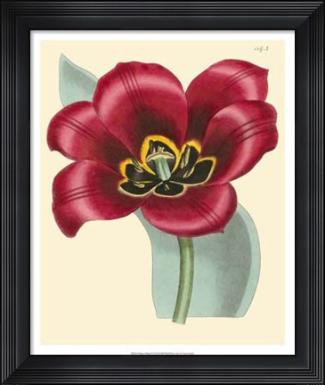 Framed Elegant Tulips IV Print