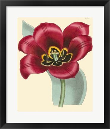 Framed Elegant Tulips IV Print