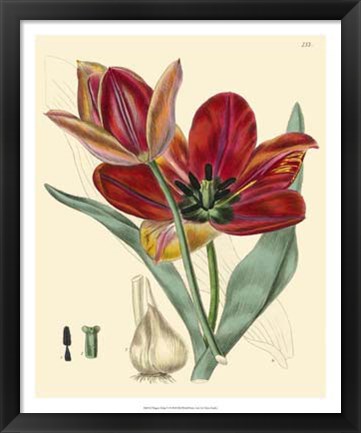 Framed Elegant Tulips V Print