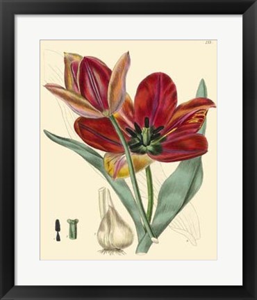 Framed Elegant Tulips V Print