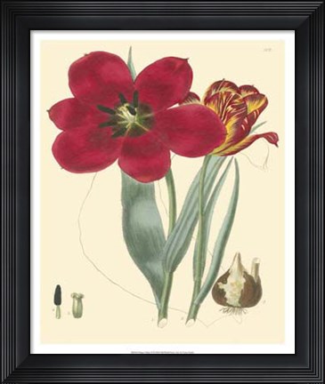 Framed Elegant Tulips VI Print