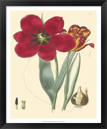 Framed Elegant Tulips VI Print