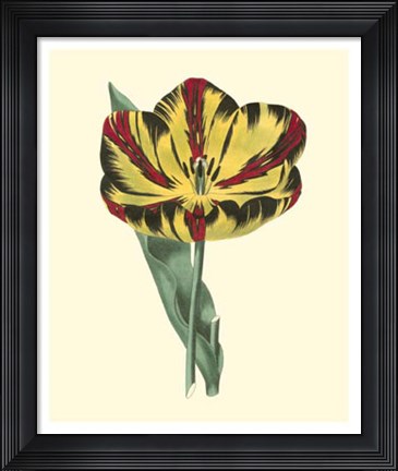 Framed Antique Tulip I Print